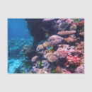 Search for coral reef tissue paper Marine