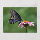 Search for pollinators postcards Bugs