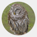 Search for barred owl stickers Nature