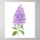 Search for lilac flower posters Watercolor