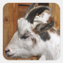 Search for cute goat stickers Animals