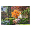 Search for japanese maple art Flowers