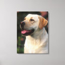 Search for labrador retriever memorial Cute