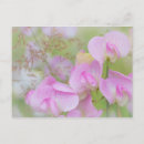 Search for sweet peas postcards Blossom