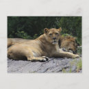 Search for lions mane postcards Lioness