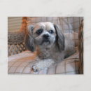 Search for thoughtfulness postcards Dog