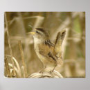 Search for wrens posters Animal