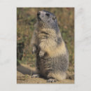 Search for rolf postcards Nature
