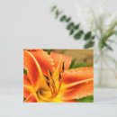 Search for lilium postcards Petal