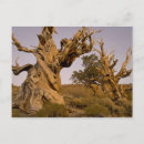 Search for enduring postcards Strength