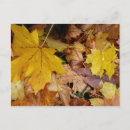 Search for fallen postcards Maple