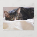 Search for mischief postcards Kitty