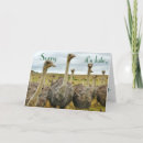 Search for ostrich cards Humour