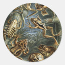 Search for frog illustration stickers Reptiles