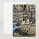 Search for big tree cards Woods