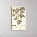 Search for parts of a flower posters Plant