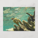Search for coral postcards Caribbean