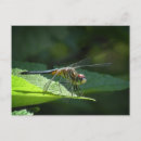 Search for bug pictures postcards Dragonfly