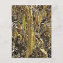 Search for pod postcards Trees