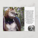 Search for eagle feather postcards Raptor