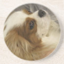 Search for cocker spaniel coasters Canine