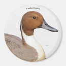 Search for pintail magnets Nature