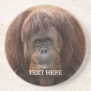Search for orangutan gifts Monkey