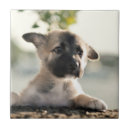 Search for german shepherd tiles Cute