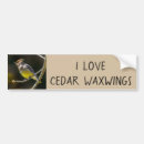 Search for cedar Bird
