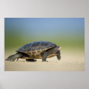 Search for amphibian posters Nature