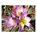 Search for spring crocus art Flower