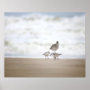 Search for sanderling Coastal