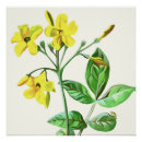 Search for jasmine flowers art Yellow