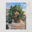 Search for bonsai tree postcards Plant