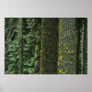 Search for rogue posters Nature