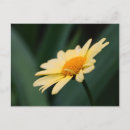 Search for glorious photography Floral