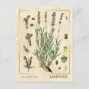 Search for flower postcards Illustration