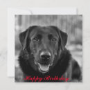 Search for black labrador puppy birthday cards Cute