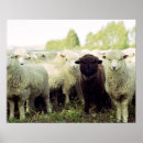 Search for black sheep in the family posters Cute