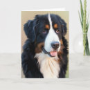 Search for bernese mountain dog cards Dogs
