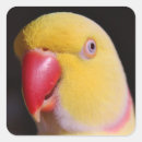 Search for beak stickers Parrot