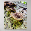 Search for bracket posters Mushroom