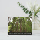 Search for muir woods postcards Trees
