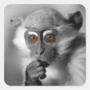 Search for cute monkey square stickers Ape