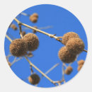Search for maple tree stickers Outdoors