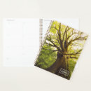 Search for beech Nature