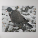 Search for wood pigeon posters Wildlife