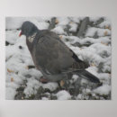 Search for wood pigeon posters Cute