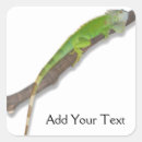 Search for iguana stickers Animal