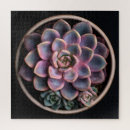 Search for succulent puzzles Echeveria